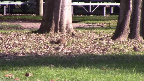 Squirrel Play Time Stock Footage 87148622