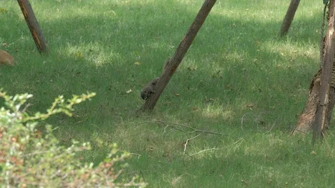 Squirrel playing on the grass 스톡 동영상 113830702