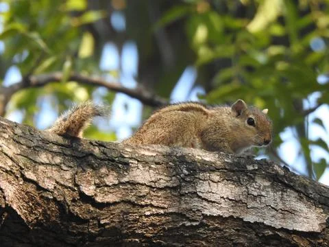 Squirrel playing on a neem tree, close up shot Foto stock