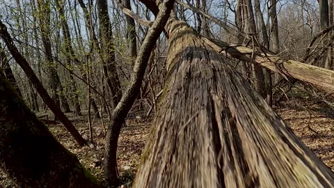 Squirrel point of view Stock Footage 201301265