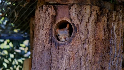 A squirrel poked its face out of its nest in the tree. Stock Footage 116484154