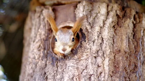 A squirrel poked its face out of its nest in the tree. Stock Footage 116485689