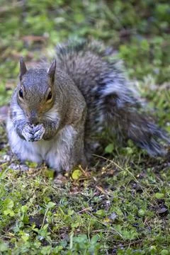 Squirrel portrait on the grass. Stock Photos