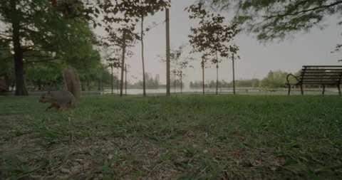 A squirrel posing to camera in a park and then running away in parkour style Stock Footage 149327114