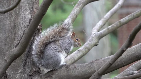 Squirrel posing on a tree chewing nuts Stock Footage 265527425