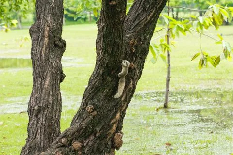 Squirrel posing on tree Stock Photos