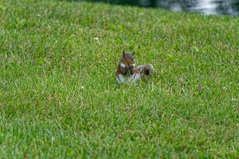 A squirrel praying Stock Photos