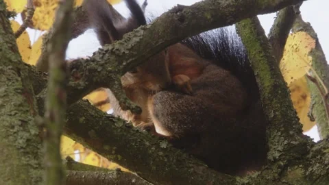 Squirrel preens itself on a branch in autumn Stock Footage 283460288