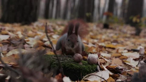 The squirrel prepares for winter and gathers nuts. Stock Footage 225705910