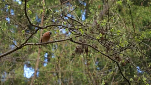Squirrel preys on a finch in the forest. Video stock 132815506