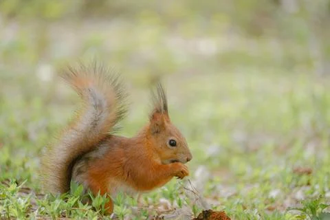 Squirrel in profile sits eating Stock-Fotos
