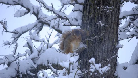Squirrel Pruning in the Snow Stock Footage 94721566