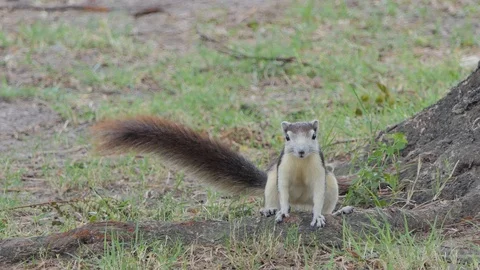 Squirrel in public park. Stock Footage 113577901