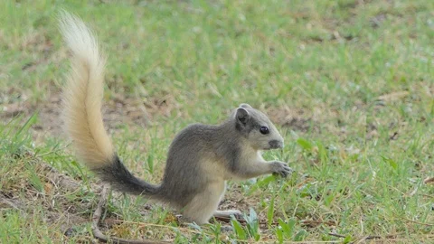 Squirrel in public park. Stock Footage 113577952
