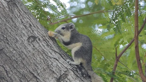 Squirrel in public park. 库存影片 113577959