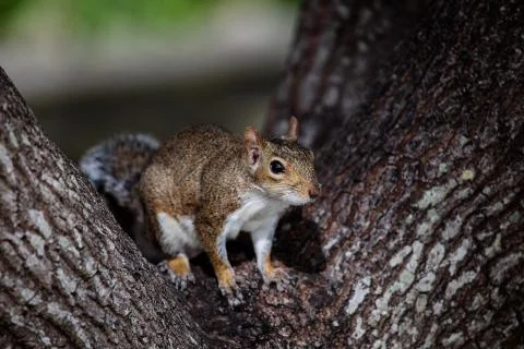 Squirrel in the public park Stock Photos