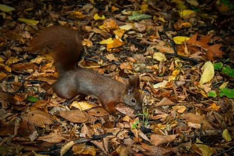 Squirrel in public park Foto stock