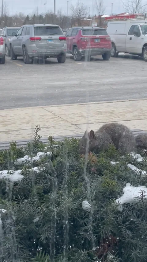 Squirrel Pulls Entire Cookie Out of Bush, Schaumburg, Illinois, USA - 07 Feb 202 Stock Footage 205415924