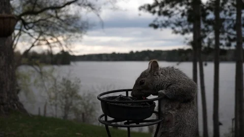 Squirrel pulls itself up in order to eat grape jelly. Stock-Footage 123442665