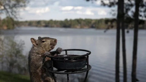 Squirrel pulls itself up in order to eat. Video stock 123446355
