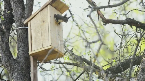 The squirrel pulls out its cub Video stock 82260453