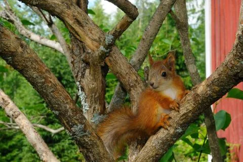 Squirrel pup on a tree Stock Photos
