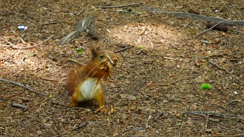 The squirrel pushes material for the cavity into its mouth. Video stock 275839519