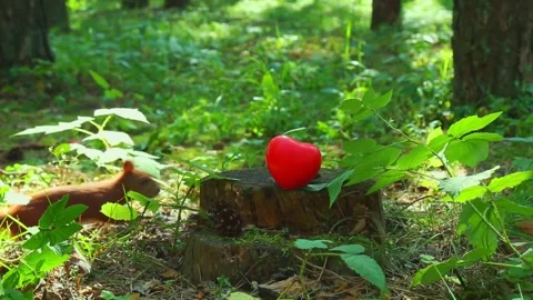 Squirrel pushing and chasing red tomato through forest leaves Stock Footage 321241798