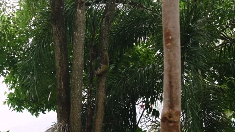 A squirrel quickly climbs up a tree trunk in a tropical rainforest 스톡 동영상 293040280