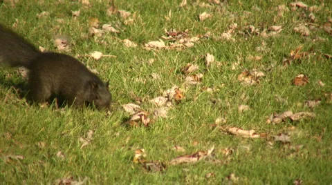 Squirrel quickly moves across grass on sunny day (High Definition) Stock-Footage 360705
