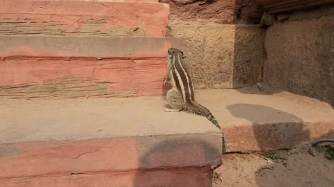 Squirrel in Qutub Minar Stock Footage 231567883