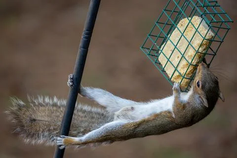 Squirrel Raiding Suet Stock Photos