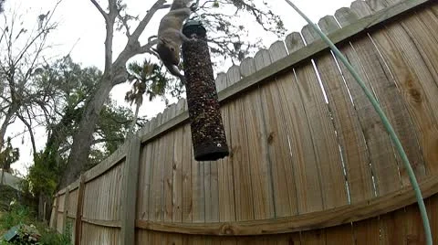 A squirrel raids a bird feeder Stock Footage