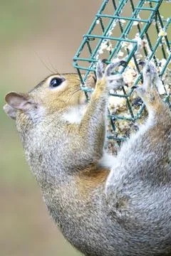 Squirrel Raids a Feeder Stock Photos