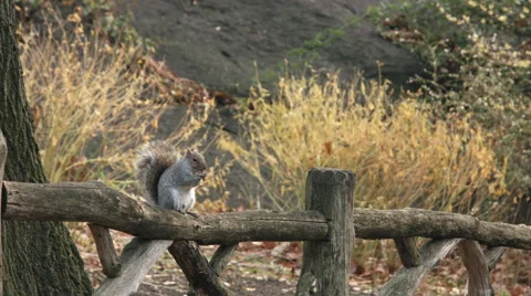 Squirrel on Rail in Central Park Stock Footage 59815800