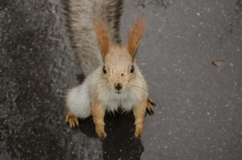 Squirrel on the rainy road Stock Photos