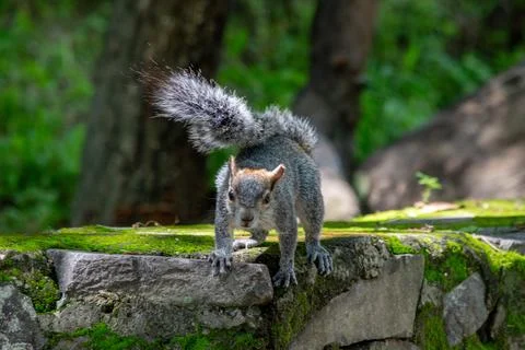 Squirrel with raised tail facing forward in Los Colomos Forest, Guadalajara Stock Photos