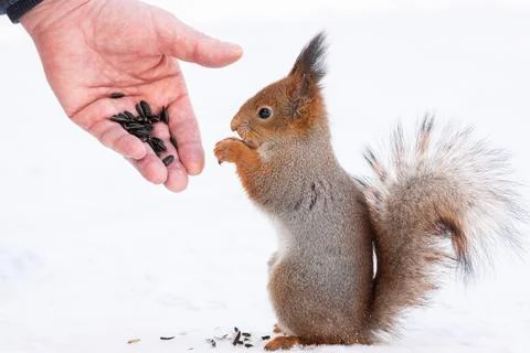 Squirrel reaching for the nut Stock Photos