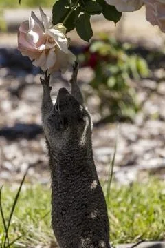 Squirrel reaching for a rose bloom with the tips of his fingers Stock Photos
