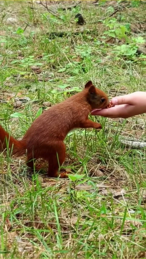 Squirrel reaching upward toward human hand for food exchange Видео 314309955
