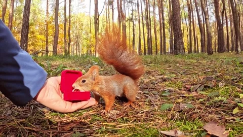 Squirrel reacting to red box held by human hand Видео 320476895