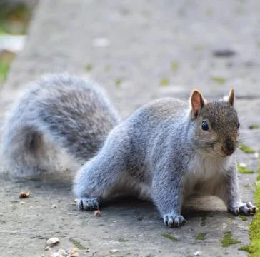 Squirrel ready for action Stock Photos