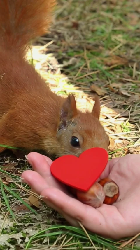 Squirrel receiving Valentine treats from human hand with red heart Stock Footage 314110341