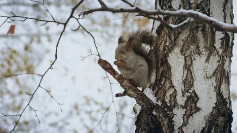 Squirrel red eating nuts winter forest on background wild nature animal Stock Footage 70353340
