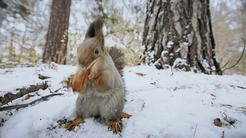 Squirrel red eating nuts winter forest on background wild nature animal Stock Footage