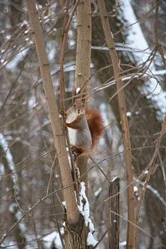 A squirrel with a red fluffy tail with a nut in its teeth sits on a tree and Stock Photos