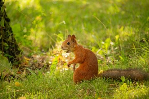 Squirrel red fur with nuts and summer forest on background Stock Photos