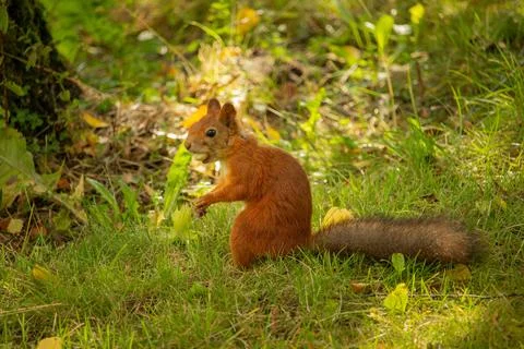 Squirrel red fur with nuts and summer forest on background Stock Photos