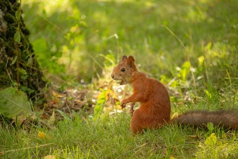 Squirrel red fur with nuts and summer forest on background Stock Photos