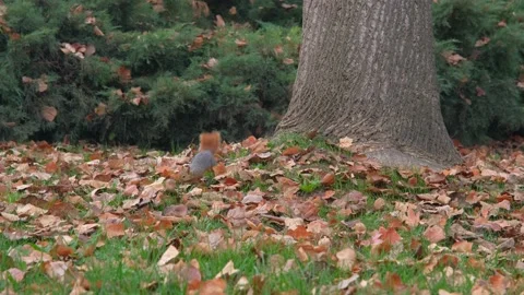 Squirrel, red squirrel inside the dried leaf and autumn, Video stock 165151868